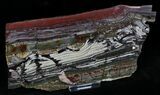 Stromatolite Slice - Pilbara, Australia ( Billion Years) #22489-1